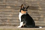 BASENJI 218